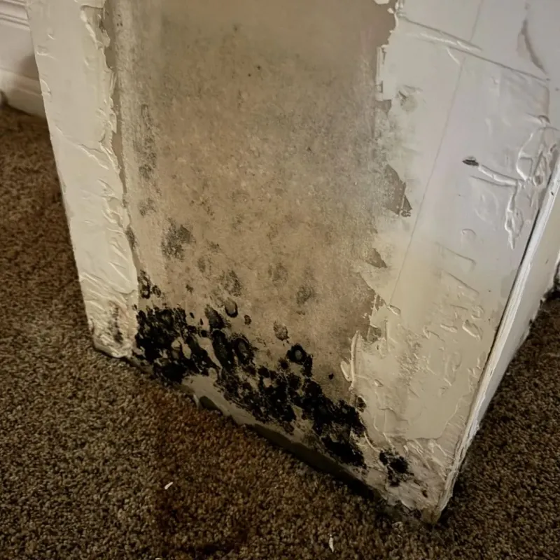 Professional Mold Removal in Akron, PA